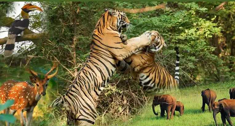 Delhi High Court Emphasizes Strict Enforcement of Minimum Sentence Under Wildlife Protection Act