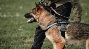 Police Dog Cannot Testify In Court, Handlers' Evidence Requires Corroboration: Orissa High Court