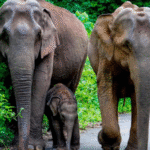 Karnataka High Court Directs Authorities to Prevent Elephant Deaths by Electrocution with E-Surveillance and Underground Cabling