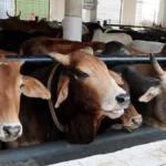 J&K High Court Confirms Detention of Man Accused of Bovine Slaughter Amid Communal Tension