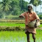 Punjab & Haryana High Court Dismisses PIL on Paddy Sowing Dates as Infructuous After Crops Already Sown