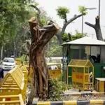 दिल्ली उच्च न्यायालय: 50 या उससे अधिक पेड़ों की कटाई की अनुमति की निगरानी करेगा केंद्रीय अधिकार प्राप्त समिति