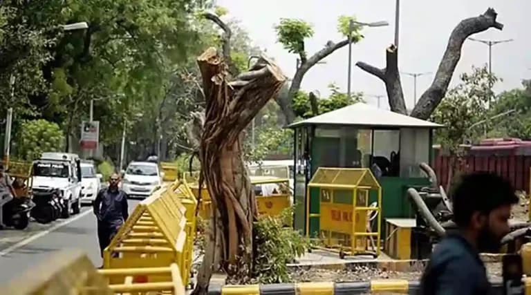 Delhi High Court: Central Empowered Committee to Oversee Felling of 50 or More Trees