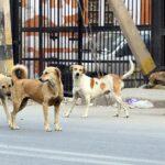 Law Student Urges Kerala High Court to Enforce Animal Birth Control Rules After Stray Dog Bite Incident