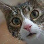 Karnataka High Court Quashes Criminal Proceedings Over Missing Cat 'Daisy', Criticises Misuse of Judicial Process