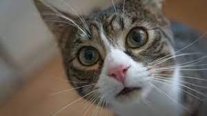 Karnataka High Court Quashes Criminal Proceedings Over Missing Cat 'Daisy', Criticises Misuse of Judicial Process