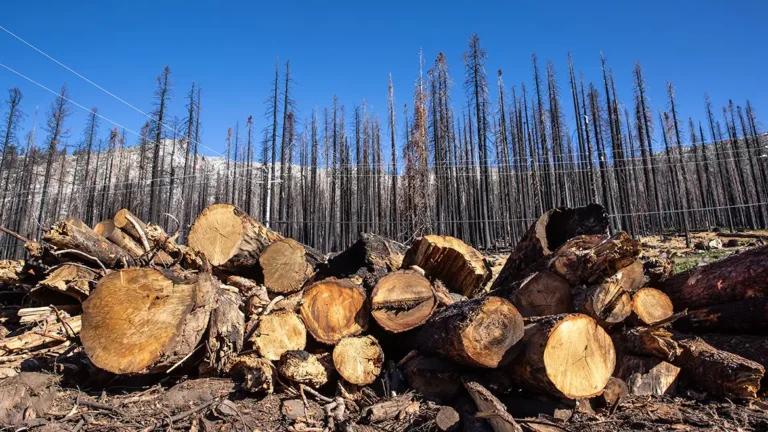 MP High Court Halts Tree Felling for Government Building in Mandla Nursery Land Dispute