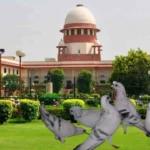 सुप्रीम कोर्ट ने मुंबई में कबूतरों को दाना खिलाने पर आपराधिक कार्रवाई के बॉम्बे हाईकोर्ट के फैसले का समर्थन किया