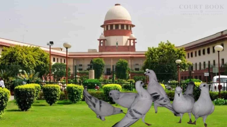 सुप्रीम कोर्ट ने मुंबई में कबूतरों को दाना खिलाने पर आपराधिक कार्रवाई के बॉम्बे हाईकोर्ट के फैसले का समर्थन किया