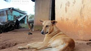 Meghalaya High Court Transfers Stray Dog PIL to Supreme Court Following Apex Court's Directive