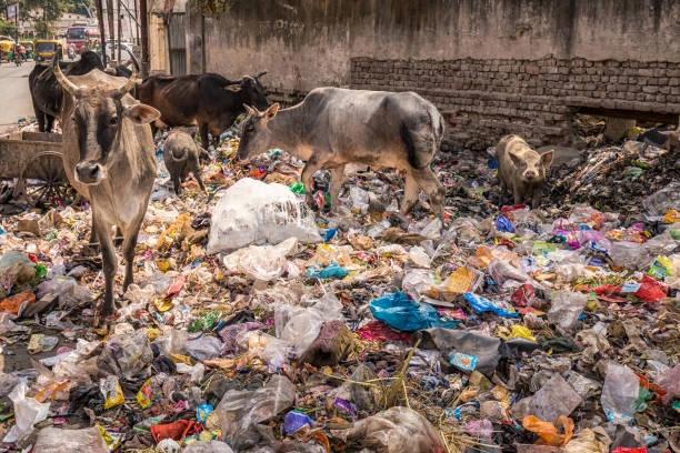 Karnataka High Court Upholds Bengaluru Solid Waste Tender, Directs Tech-Driven Waste Management System for Cleaner City Governance