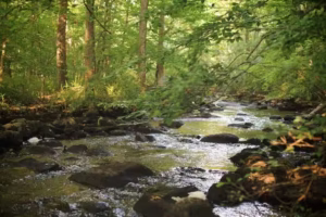 Supreme Court Warns States and UTs: Chief Secretaries to Be Held Liable for Non-Compliance on Forest Identification