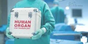 Supreme Court Seeks Report on Organ Transplant Law Implementation, Questions Gender Disparity in Transplants