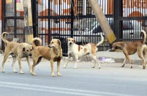 Law Student Urges Kerala High Court to Enforce Animal Birth Control Rules After Stray Dog Bite Incident