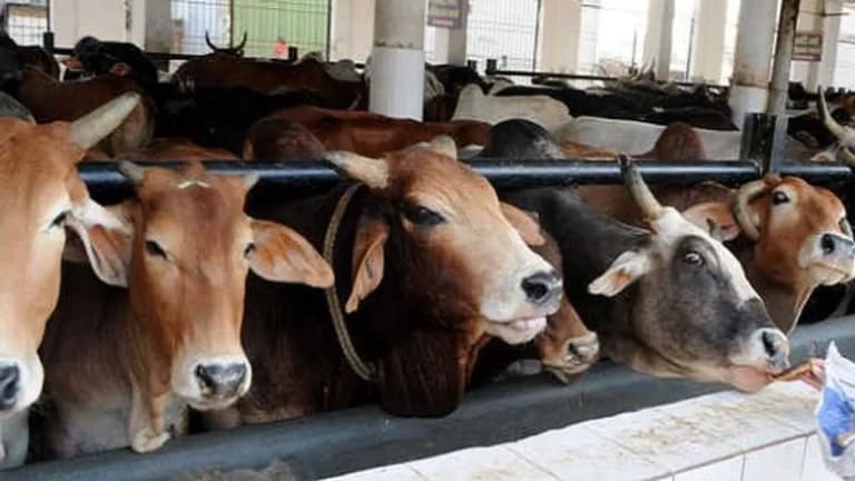 J&K High Court Confirms Detention of Man Accused of Bovine Slaughter Amid Communal Tension