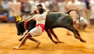 Avaniyapuram Jallikattu Will Be State-Run, Not by Private Committee: Madras High Court Rules